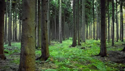 仟億達(dá)831999：林業(yè)碳匯項(xiàng)目的儲備與開發(fā)&ldquo;意義