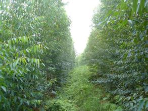 仟億達(dá)林業(yè)碳匯,為地球“減負(fù)”實(shí)現(xiàn)碳發(fā)展 仟億達(dá)林業(yè)碳匯